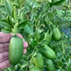Buy Finger Lemon “Caviar Lime” (Citrus Australasica) – Plant from Nursery Nisarga