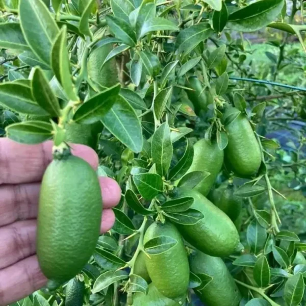 Buy Finger Lemon “Caviar Lime” (Citrus Australasica) – Plant from Nursery Nisarga