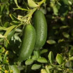 Buy Finger Lemon “Caviar Lime” (Citrus Australasica) – Plant from Nursery Nisarga
