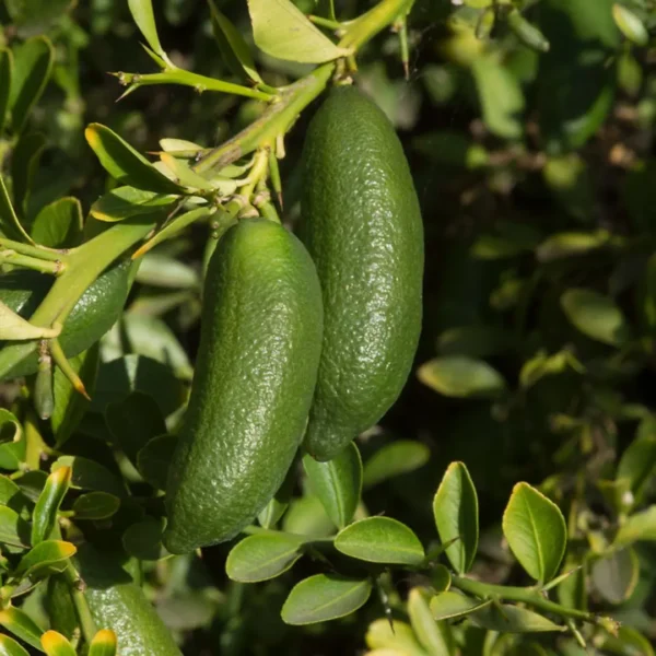 Buy Finger Lemon “Caviar Lime” (Citrus Australasica) – Plant from Nursery Nisarga