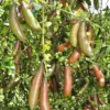 Buy Finger Lemon “Caviar Lime” (Citrus Australasica) – Plant from Nursery Nisarga