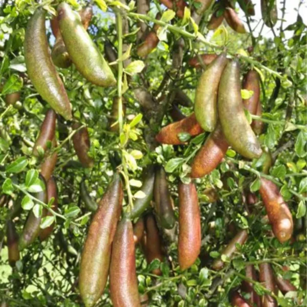 Buy Finger Lemon “Caviar Lime” (Citrus Australasica) – Plant from Nursery Nisarga