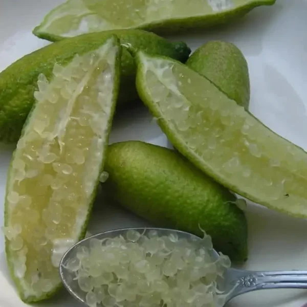 Buy Finger Lemon “Caviar Lime” (Citrus Australasica) – Plant from Nursery Nisarga