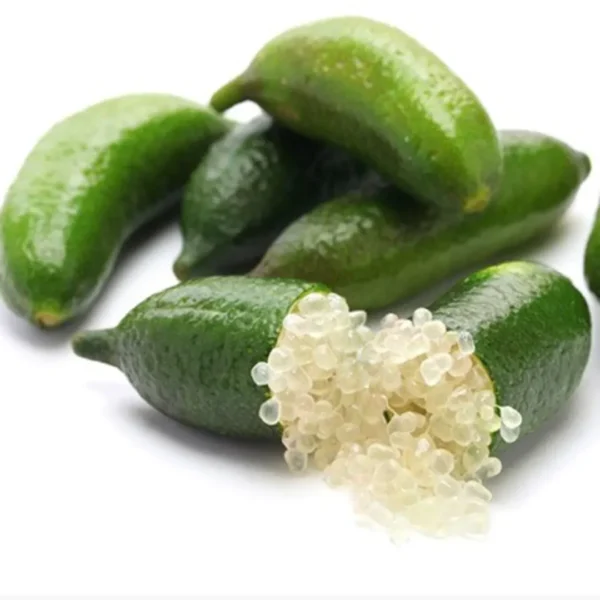 Buy Finger Lemon “Caviar Lime” (Citrus Australasica) – Plant from Nursery Nisarga