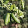 Buy Finger Lemon “Caviar Lime” (Citrus Australasica) – Plant from Nursery Nisarga