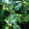 Buy Grafted Breadfruit (Artocarpus Altilis) -Plant from Nursery Nisarga