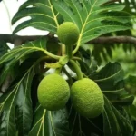Buy Grafted Breadfruit (Artocarpus Altilis) -Plant from Nursery Nisarga