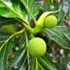 Buy Grafted Breadfruit (Artocarpus Altilis) -Plant from Nursery Nisarga