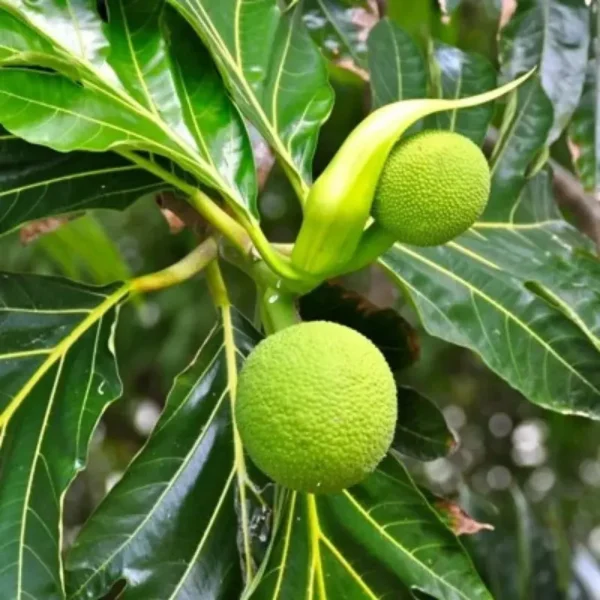 Buy Grafted Breadfruit (Artocarpus Altilis) -Plant from Nursery Nisarga