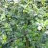 Buy Grafted Breadfruit (Artocarpus Altilis) -Plant from Nursery Nisarga