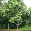 Buy Grafted Breadfruit (Artocarpus Altilis) -Plant from Nursery Nisarga