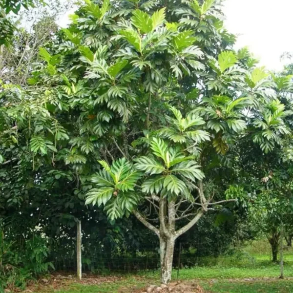 Buy Grafted Breadfruit (Artocarpus Altilis) -Plant from Nursery Nisarga