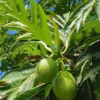Buy Grafted Breadfruit (Artocarpus Altilis) -Plant from Nursery Nisarga