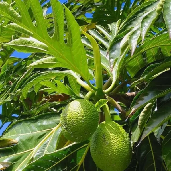 Buy Grafted Breadfruit (Artocarpus Altilis) -Plant from Nursery Nisarga