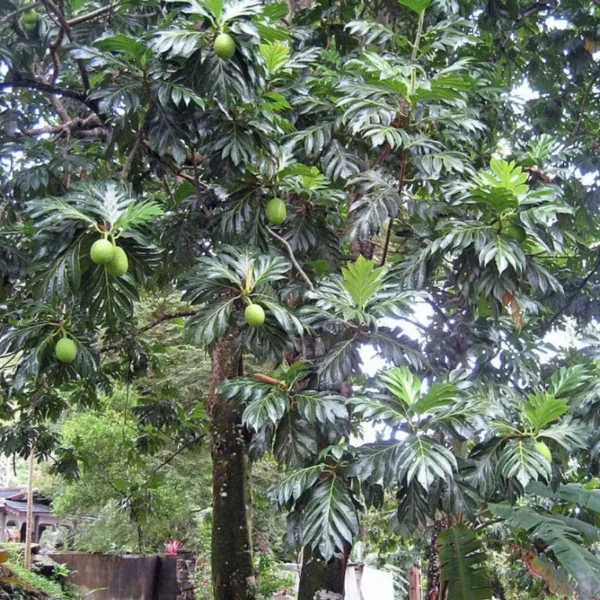 Buy Grafted Breadfruit (Artocarpus Altilis) -Plant from Nursery Nisarga
