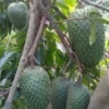 Buy Grafted Hanuman Phal “Soursop” (Annona muricata) – Plant from Nursery Nisarga