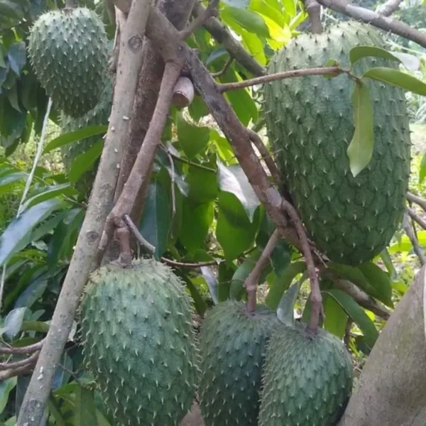 Buy Grafted Hanuman Phal “Soursop” (Annona muricata) – Plant from Nursery Nisarga