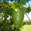 Buy Grafted Hanuman Phal “Soursop” (Annona muricata) – Plant from Nursery Nisarga