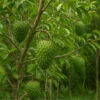 Buy Grafted Hanuman Phal “Soursop” (Annona muricata) – Plant from Nursery Nisarga