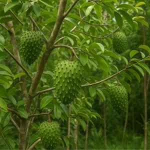 Buy Grafted Hanuman Phal “Soursop” (Annona muricata) – Plant from Nursery Nisarga