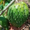 Buy Grafted Hanuman Phal “Soursop” (Annona muricata) – Plant from Nursery Nisarga