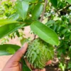 Buy Grafted Hanuman Phal “Soursop” (Annona muricata) – Plant from Nursery Nisarga