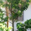 Buy Grafted Hanuman Phal “Soursop” (Annona muricata) – Plant from Nursery Nisarga