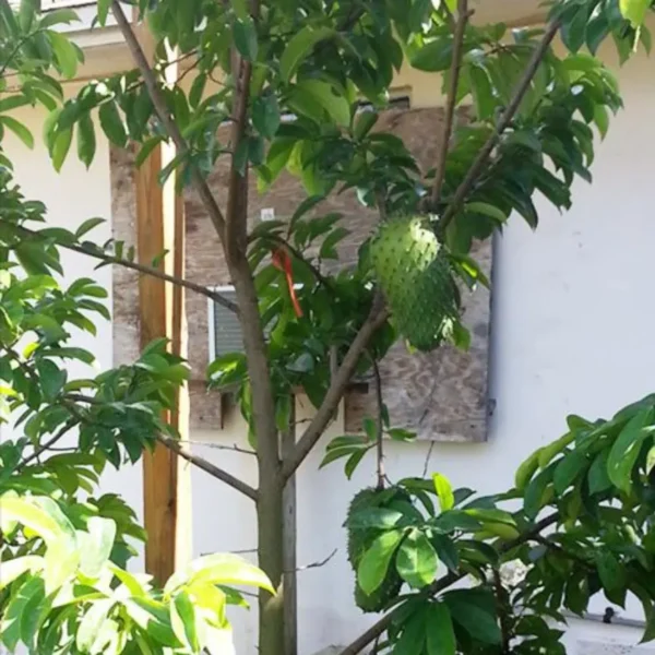 Buy Grafted Hanuman Phal “Soursop” (Annona muricata) – Plant from Nursery Nisarga