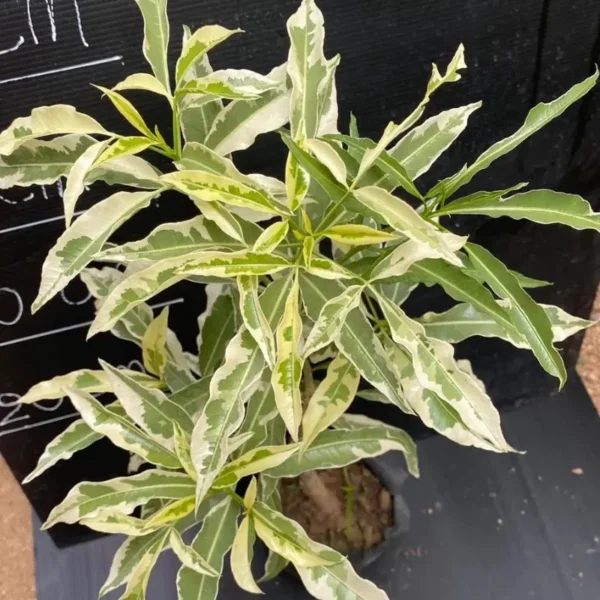 Buy Kalpvriksha Variegated, Adansonia Digitata, “Baobab Variegated” – Plant from Nursery Nisarga