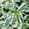 Buy Kalpvriksha Variegated, Adansonia Digitata, “Baobab Variegated” – Plant from Nursery Nisarga