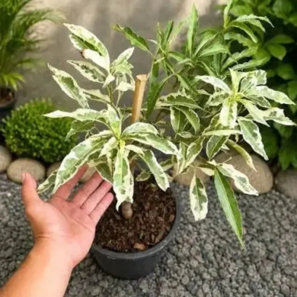 Buy Kalpvriksha Variegated, Adansonia Digitata, “Baobab Variegated” – Plant from Nursery Nisarga