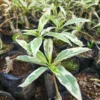 Buy Kalpvriksha Variegated, Adansonia Digitata, “Baobab Variegated” – Plant from Nursery Nisarga