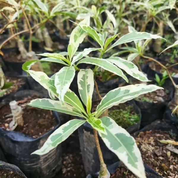 Buy Kalpvriksha Variegated, Adansonia Digitata, “Baobab Variegated” – Plant from Nursery Nisarga