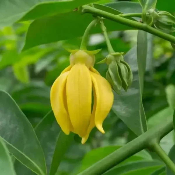 Buy Kathali Champa “Artabotrys hexapetalus”- Plant from Nursery Nisarga