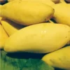 Buy Nam Dok Mai Grafted Mango (Mangifera indica) – Plant from Nursery Nisarga