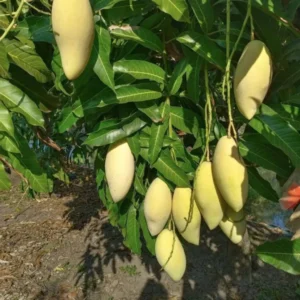 Buy Nam Dok Mai Grafted Mango (Mangifera indica) – Plant from Nursery Nisarga