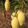 Buy Nam Dok Mai Grafted Mango (Mangifera indica) – Plant from Nursery Nisarga