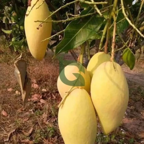 Buy Nam Dok Mai Grafted Mango (Mangifera indica) – Plant from Nursery Nisarga