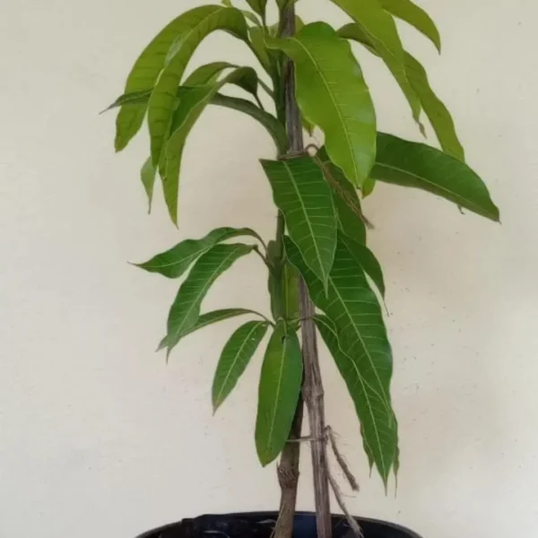 Buy Nam Dok Mai Grafted Mango (Mangifera indica) – Plant from Nursery Nisarga