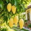 Buy Nam Dok Mai Grafted Mango (Mangifera indica) – Plant from Nursery Nisarga