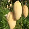 Buy Nam Dok Mai Grafted Mango (Mangifera indica) – Plant from Nursery Nisarga