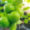 Buy Pakistani Lemon “Citrus limon” – Plant from Nursery Nisarga