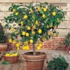 Buy Pakistani Lemon “Citrus limon” – Plant from Nursery Nisarga