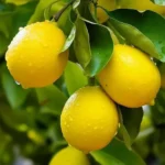 Buy Pakistani Lemon (Citrus limon) – Plant from Nursery Nisarga