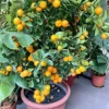 Buy Pakistani Lemon (Citrus limon) – Plant from Nursery Nisarga