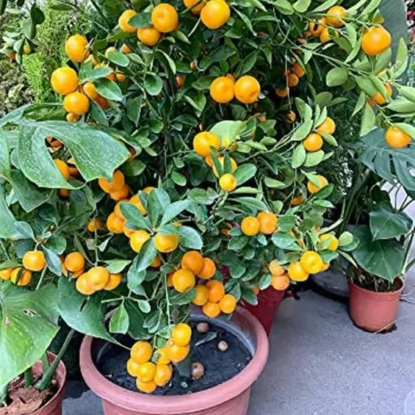 Buy Pakistani Lemon (Citrus limon) – Plant from Nursery Nisarga