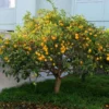 Buy Pakistani Lemon (Citrus limon) – Plant from Nursery Nisarga