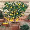 Buy Pakistani Lemon (Citrus limon) – Plant from Nursery Nisarga