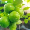 Buy Pakistani Lemon (Citrus limon) – Plant from Nursery Nisarga