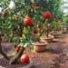 Buy Red Grafted Pomelo, Red Chakotra (Citrus maxima) – Plant from Nursery Nisarga